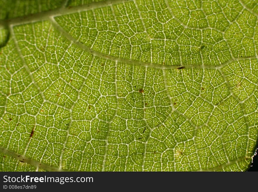 Green leaf