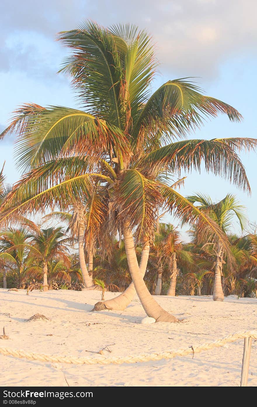 Criss-Crossed Palms