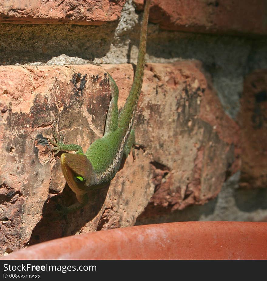 Close-up of anole lizard on brick. Close-up of anole lizard on brick