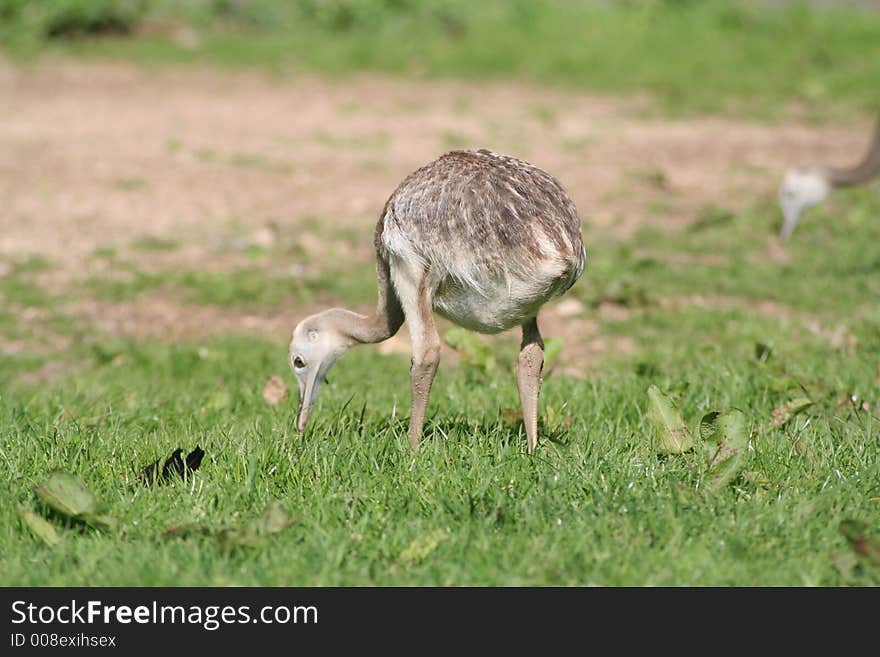 Ostrich