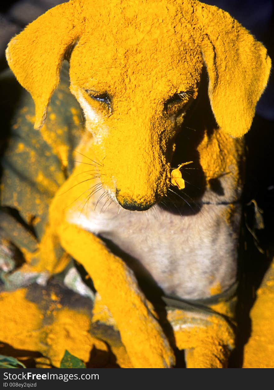 Yellow Dog