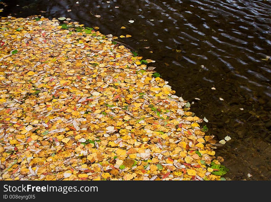 Leaves which have fallen to water