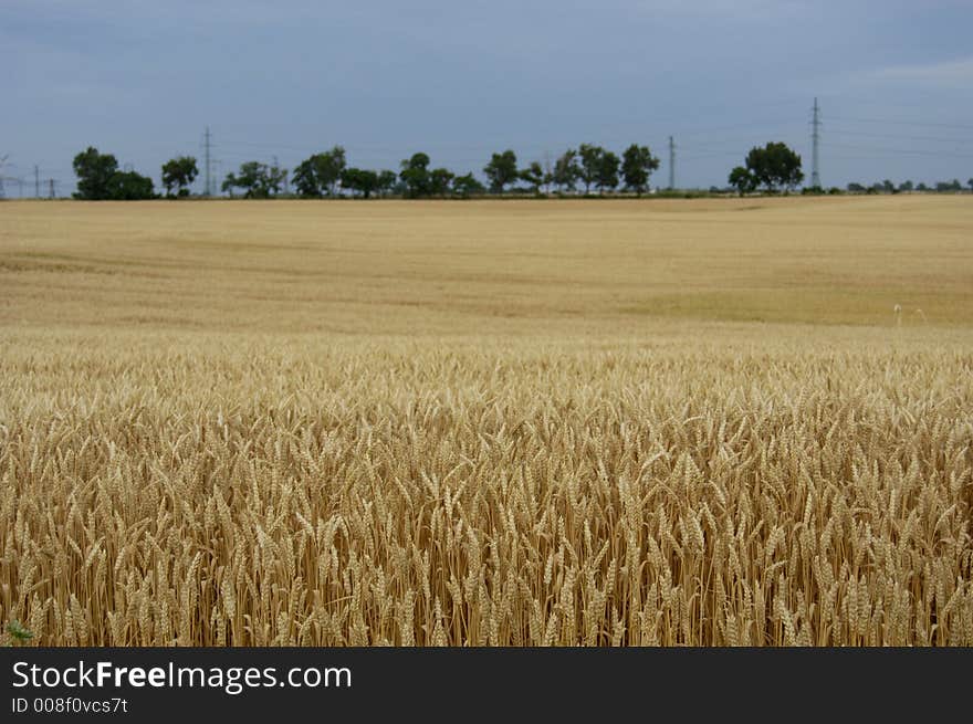 Grain field