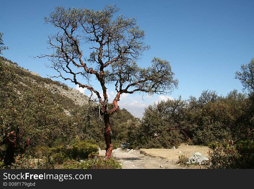 Tree in the mountain