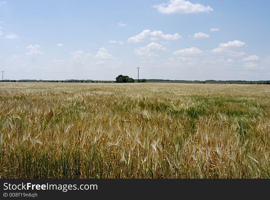 Landscape picture with grain field.