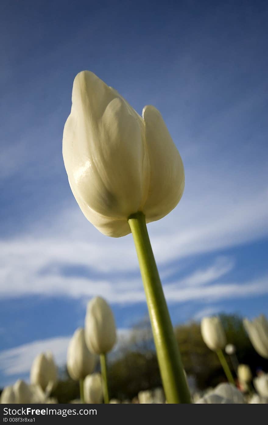 Closeup view of a white tulip against a blue sky background. Closeup view of a white tulip against a blue sky background