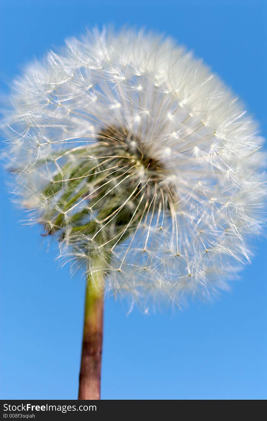 Dandelion on a background of the sky