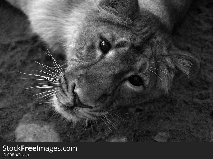 Lion black and white portrait.