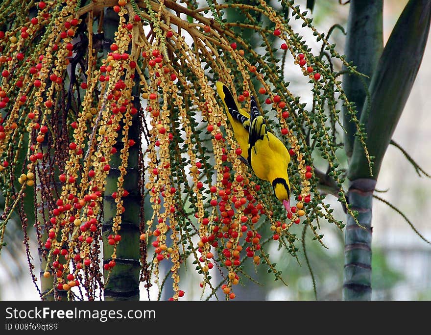 Sunbird eating fruits 2