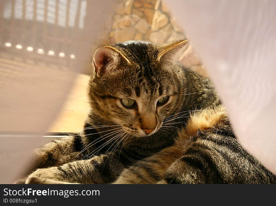 Cat sitting in window with curtain. Cat sitting in window with curtain