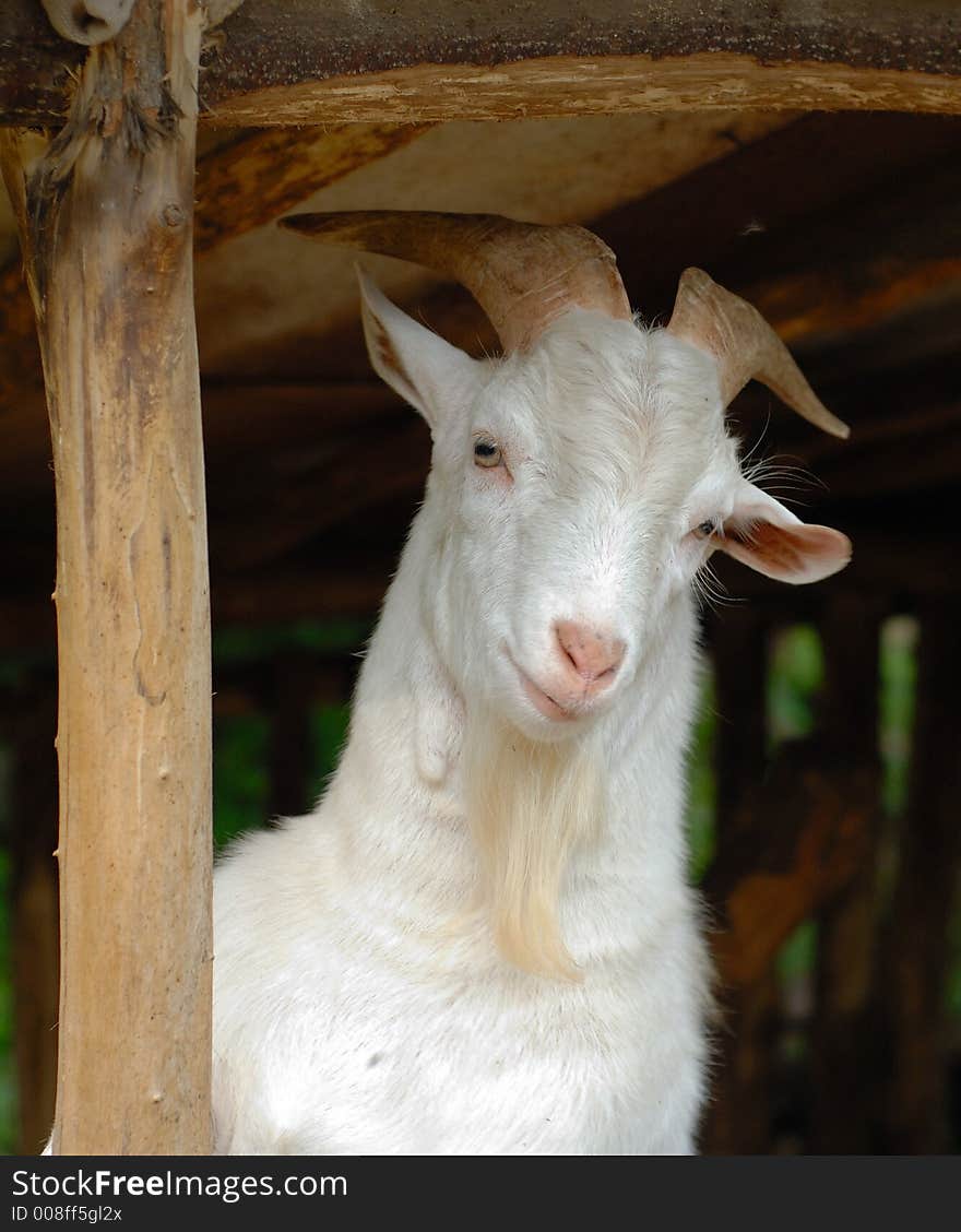 A goat standing on hind legs. A goat standing on hind legs