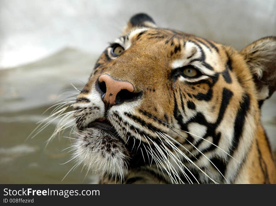 Sad look in tigers eyes, caged in zoo.