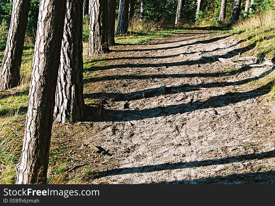 Trunk's shadows breaks on forest patch by the sea sunny summer day. Trunk's shadows breaks on forest patch by the sea sunny summer day