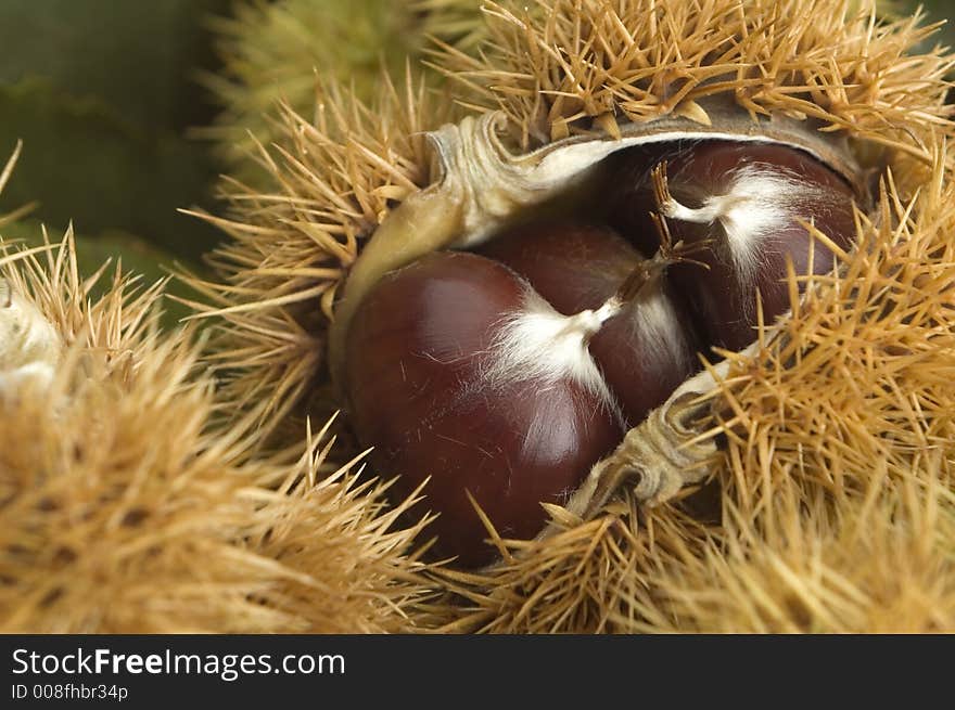 Chestnuts with spikes close up