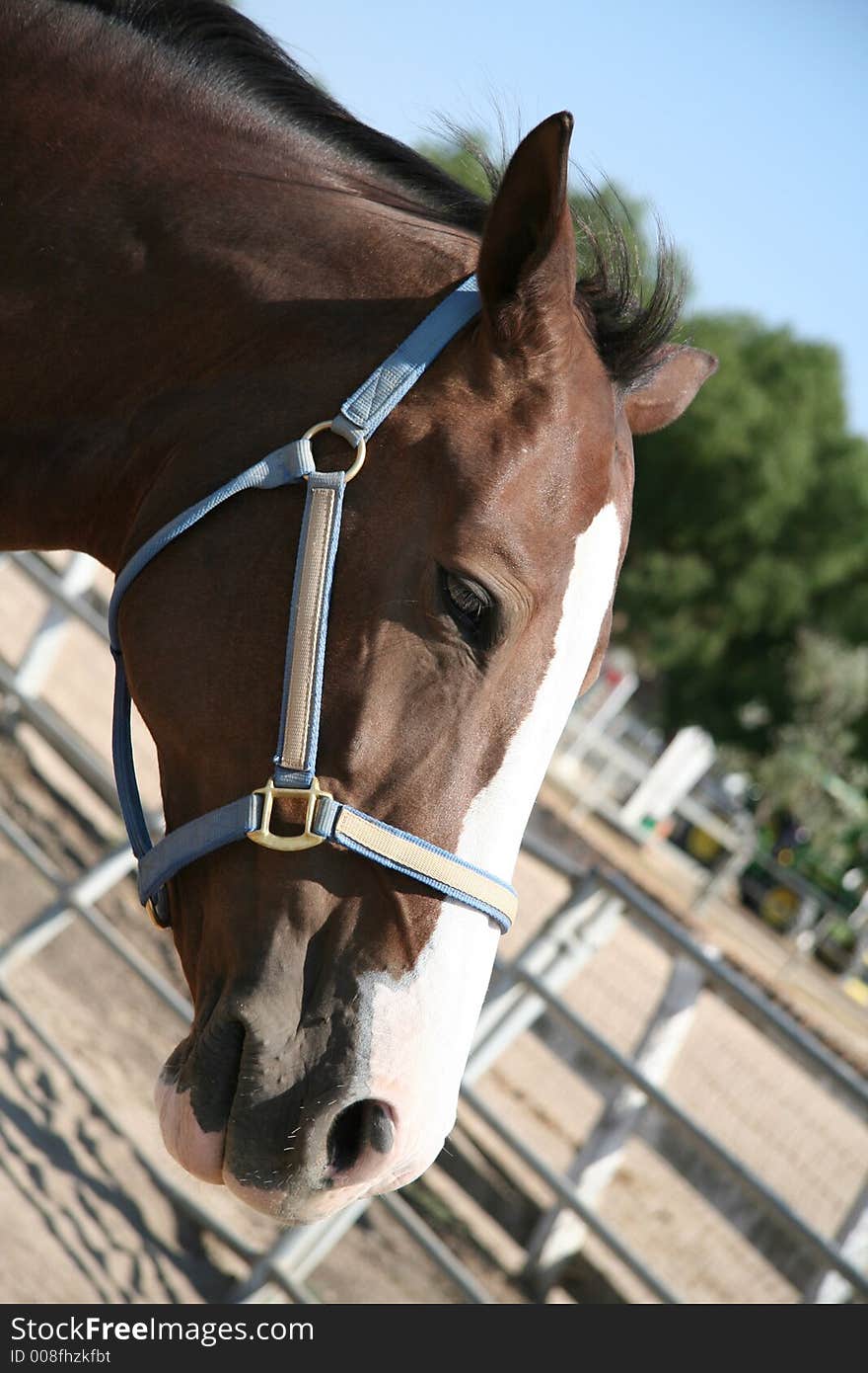 Brown horse wearing a halter