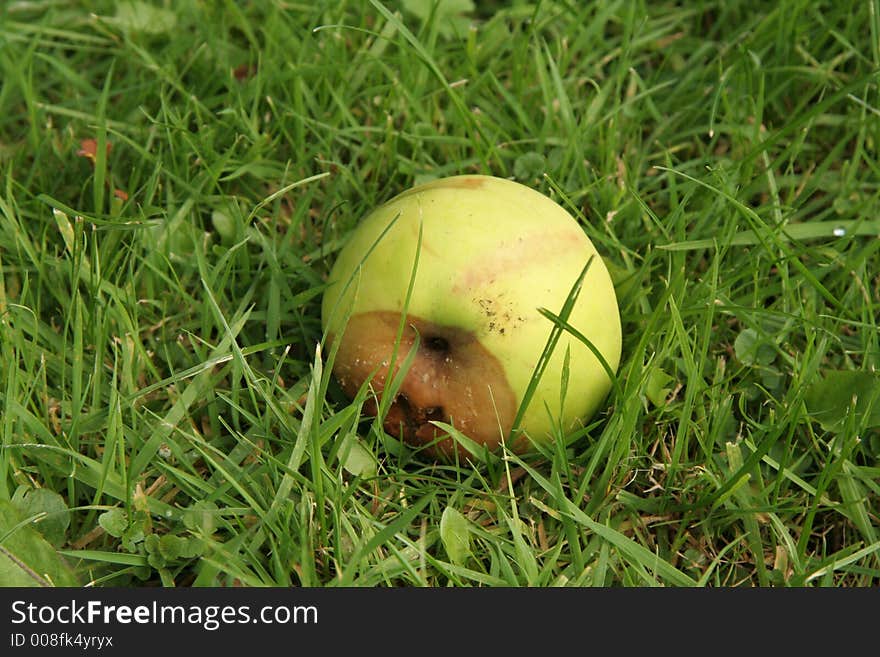 Autumn windfall rotten apple