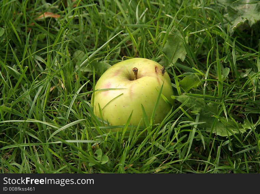 Aunumn when the apples fall from the trees and this one has landed without being damaged. Aunumn when the apples fall from the trees and this one has landed without being damaged.