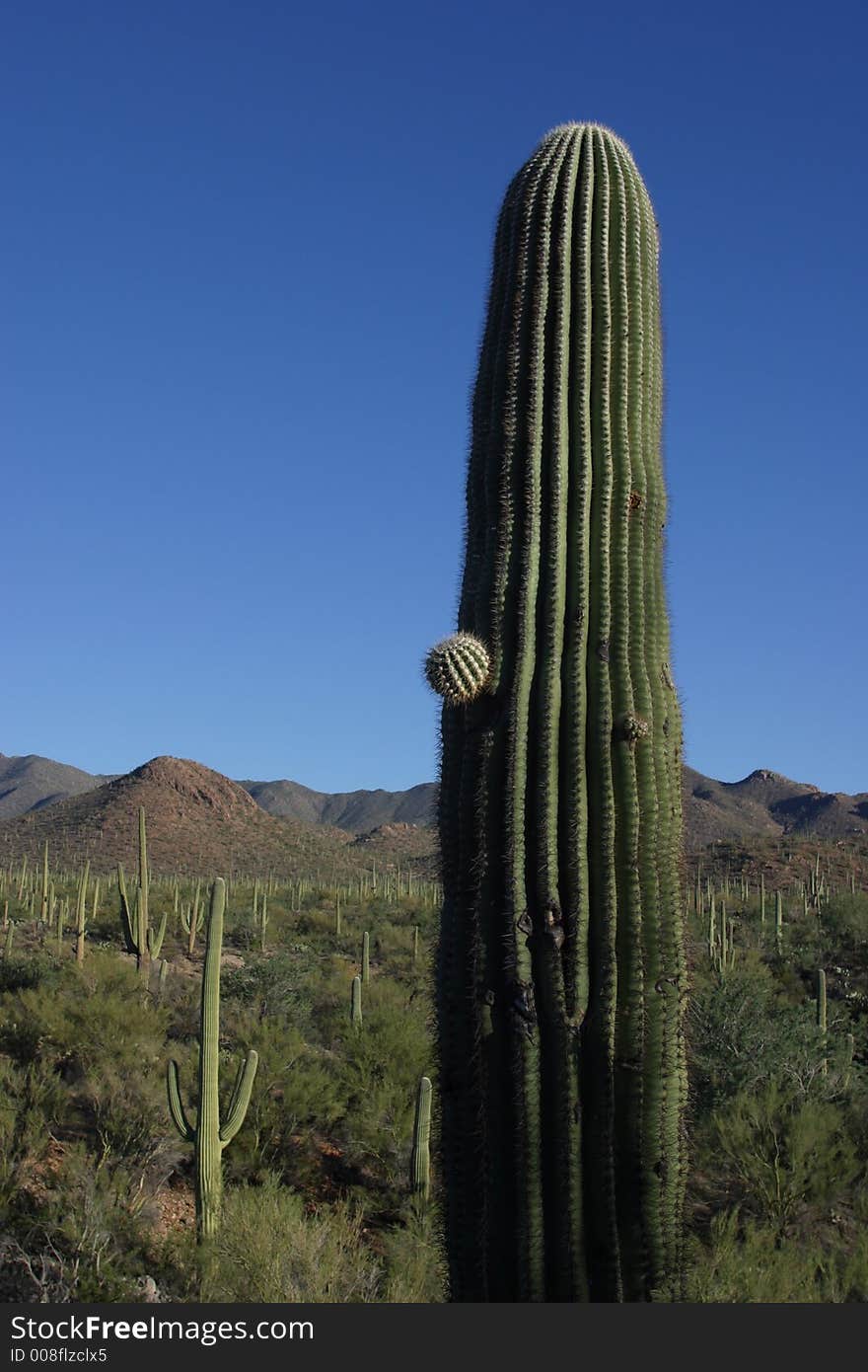 Saguaro Cactus