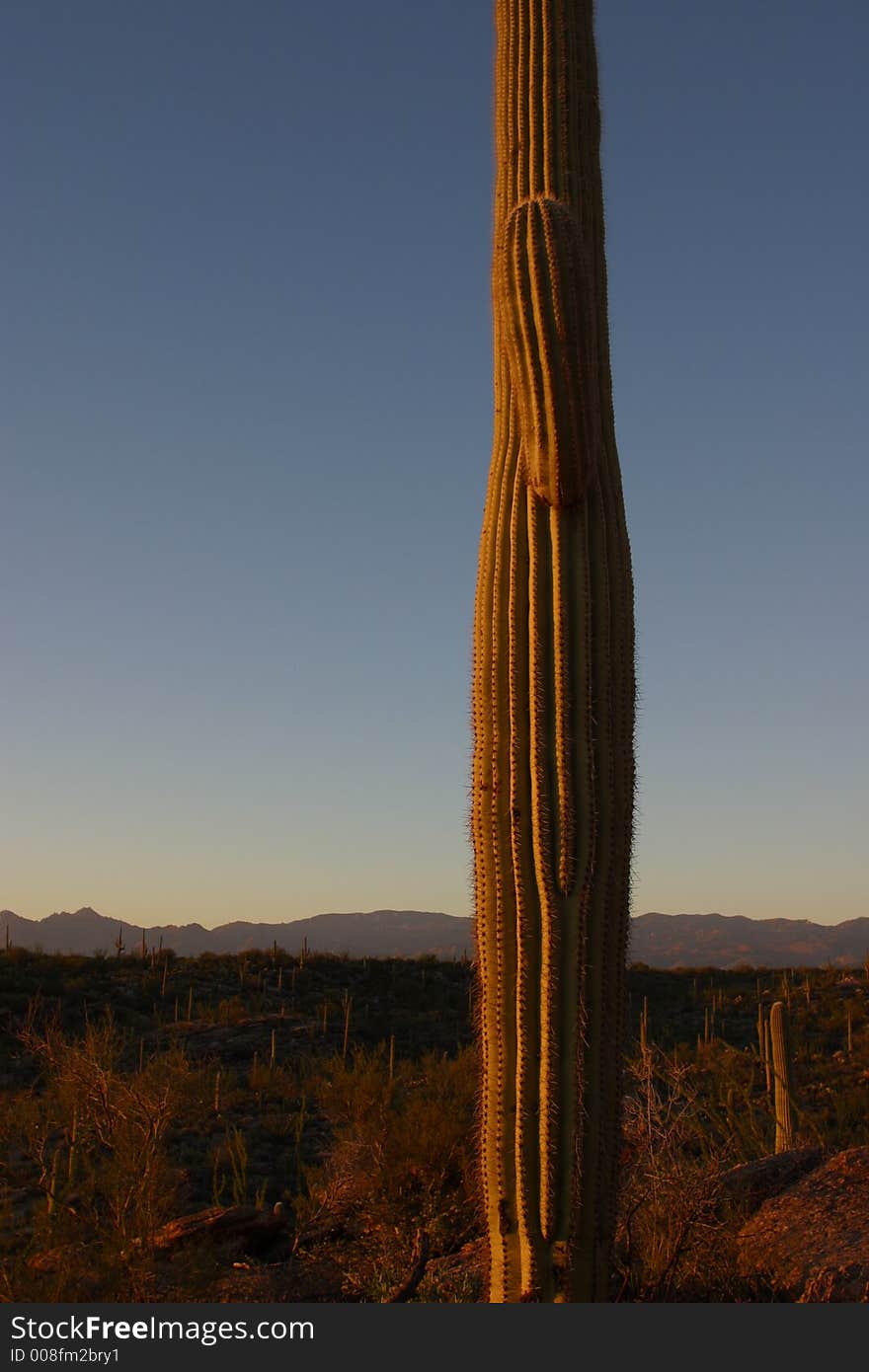 Saguaro Cactus