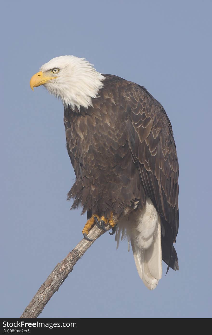 Bald Eagle