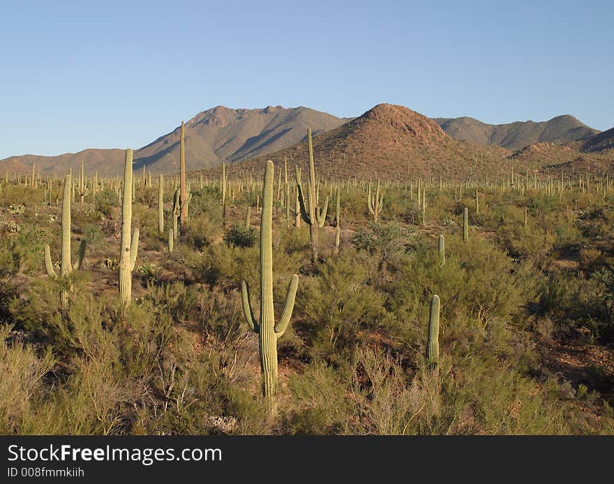 Saguaro Cactus