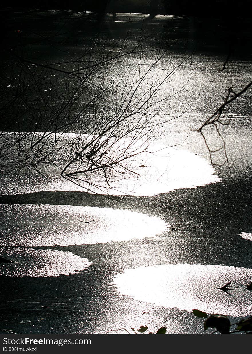 Bald Branches In Ice