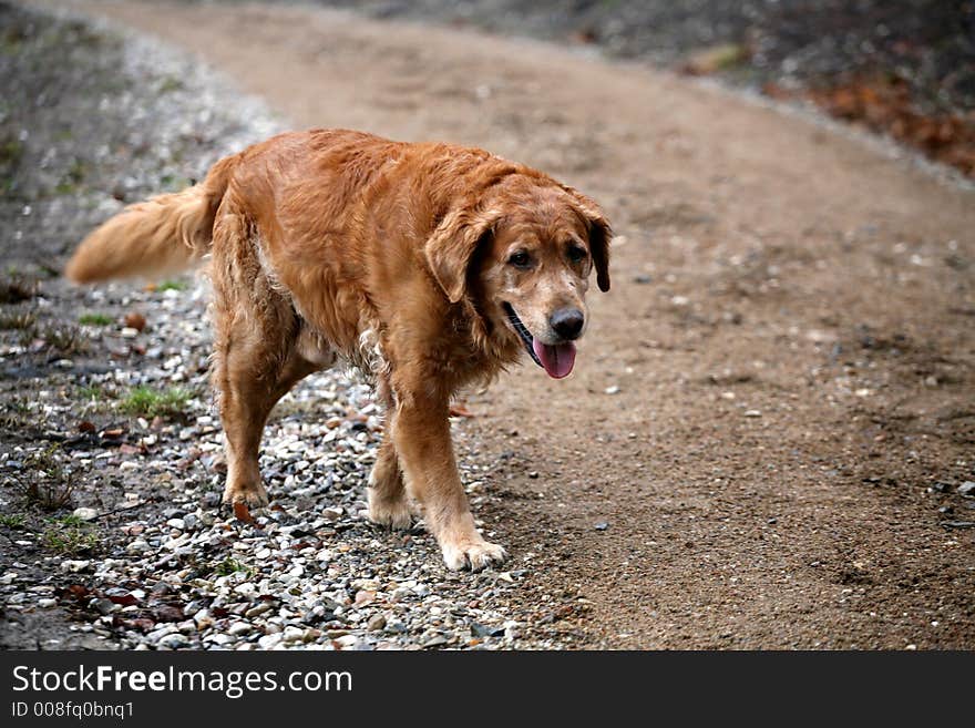 Dog Golden Retriever