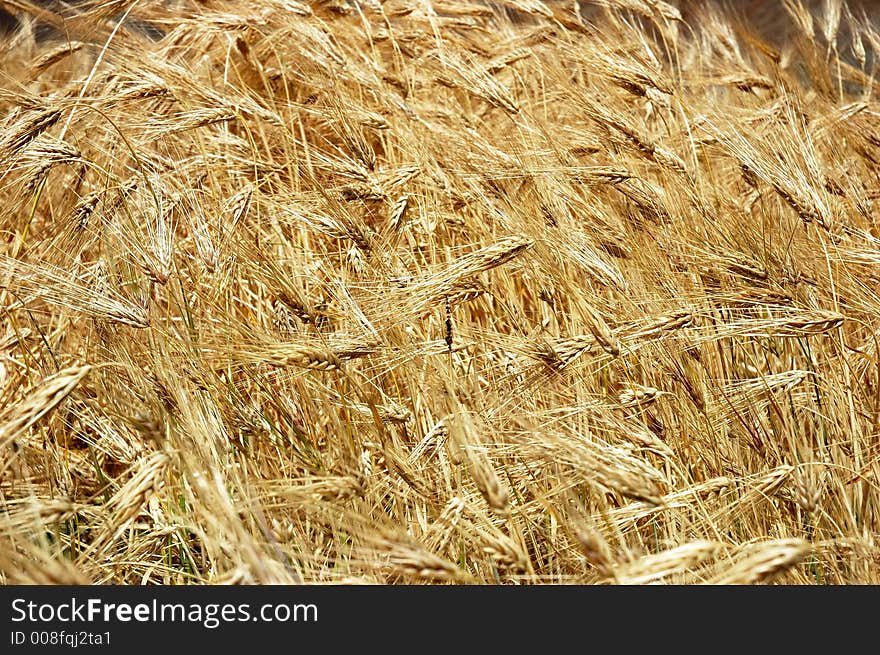 Magnificent view of a barley field, Ladakh, India.