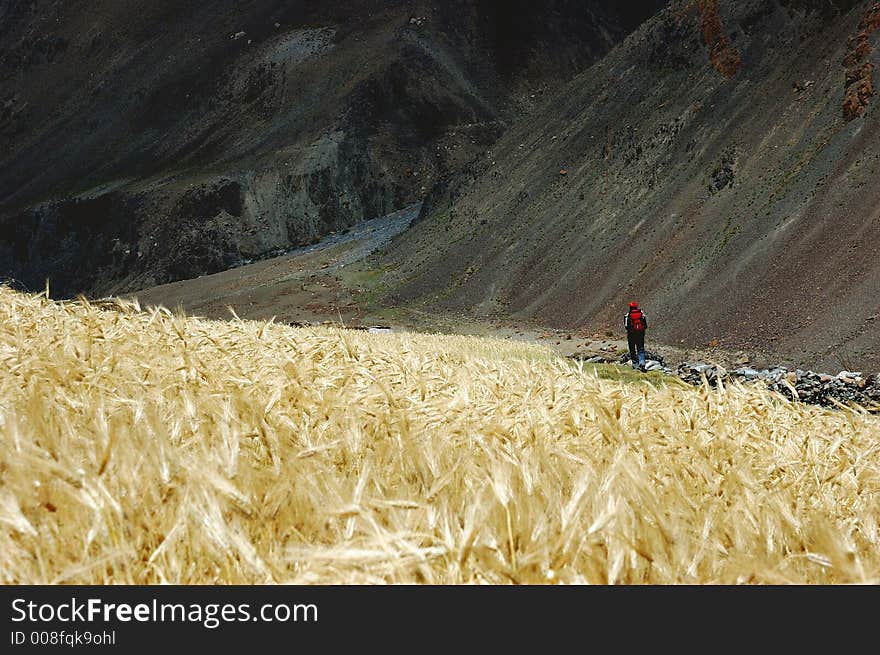 Trekker in a barley field