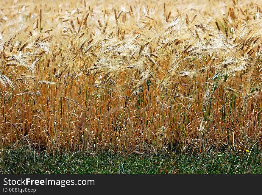 Magnificent view of a barley field, Ladakh, India.