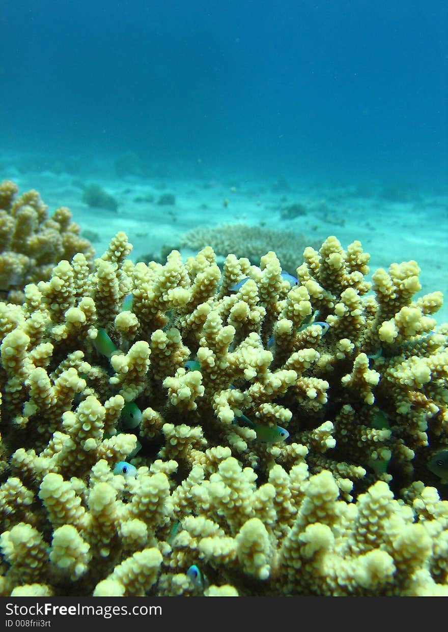 Fish find its safety in a coral,the beauty of the picture is when it's large,zoomed in.enjoy.pictured by velund eilat. Fish find its safety in a coral,the beauty of the picture is when it's large,zoomed in.enjoy.pictured by velund eilat