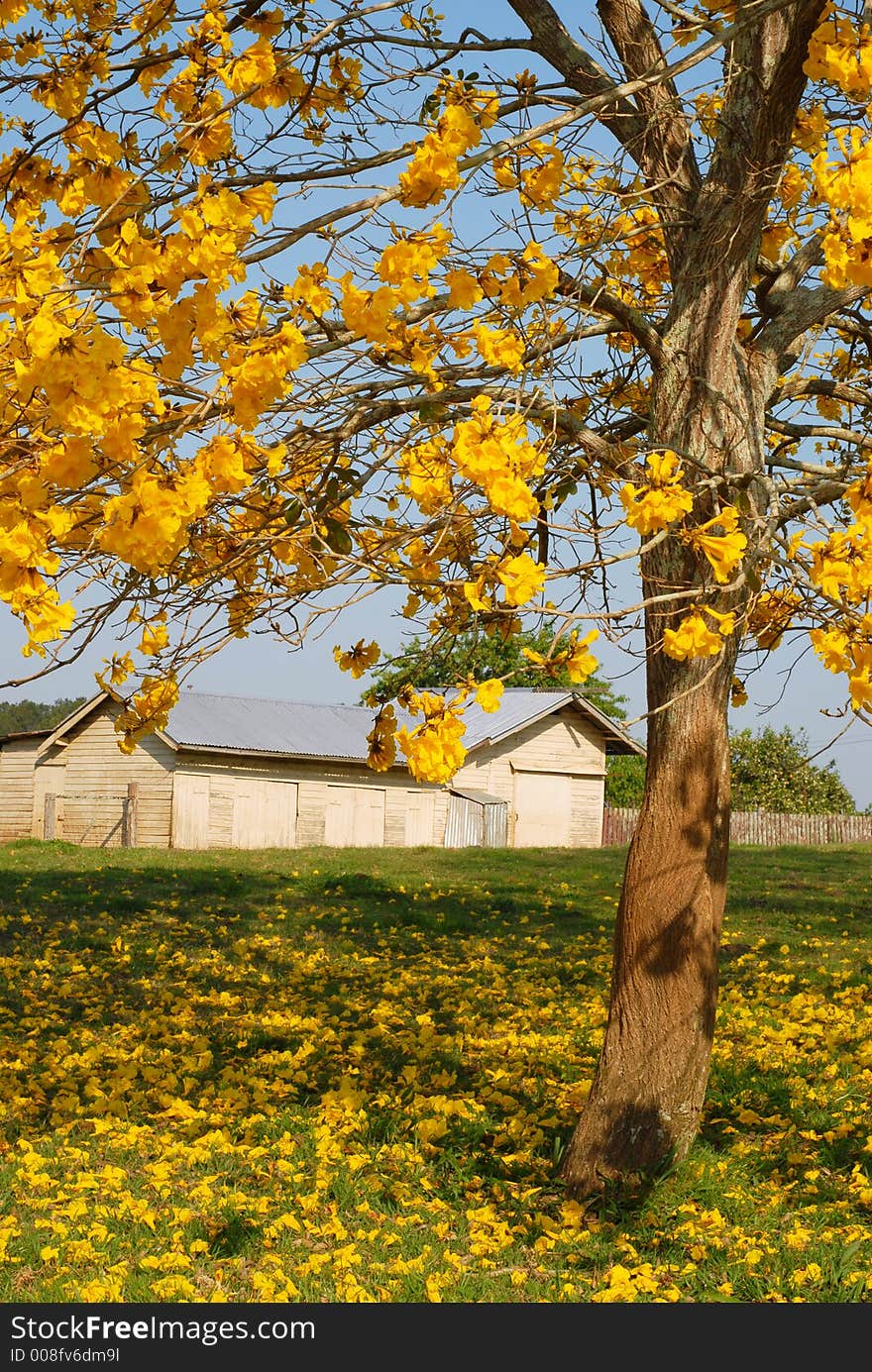 Yellow Blossoms With Farm Shed In Backgrouond