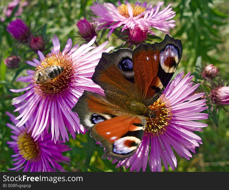 Macro picture of pink flowers ocupied by butterflyes and bees. Macro picture of pink flowers ocupied by butterflyes and bees