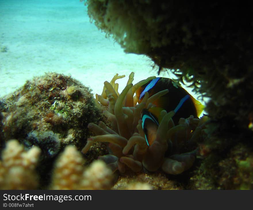 Anemone and two clown fish surpisingly not attacking, but hiding. Anemone and two clown fish surpisingly not attacking, but hiding