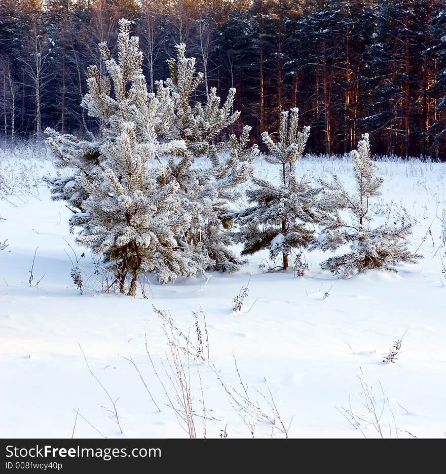 Pine-tree under snow