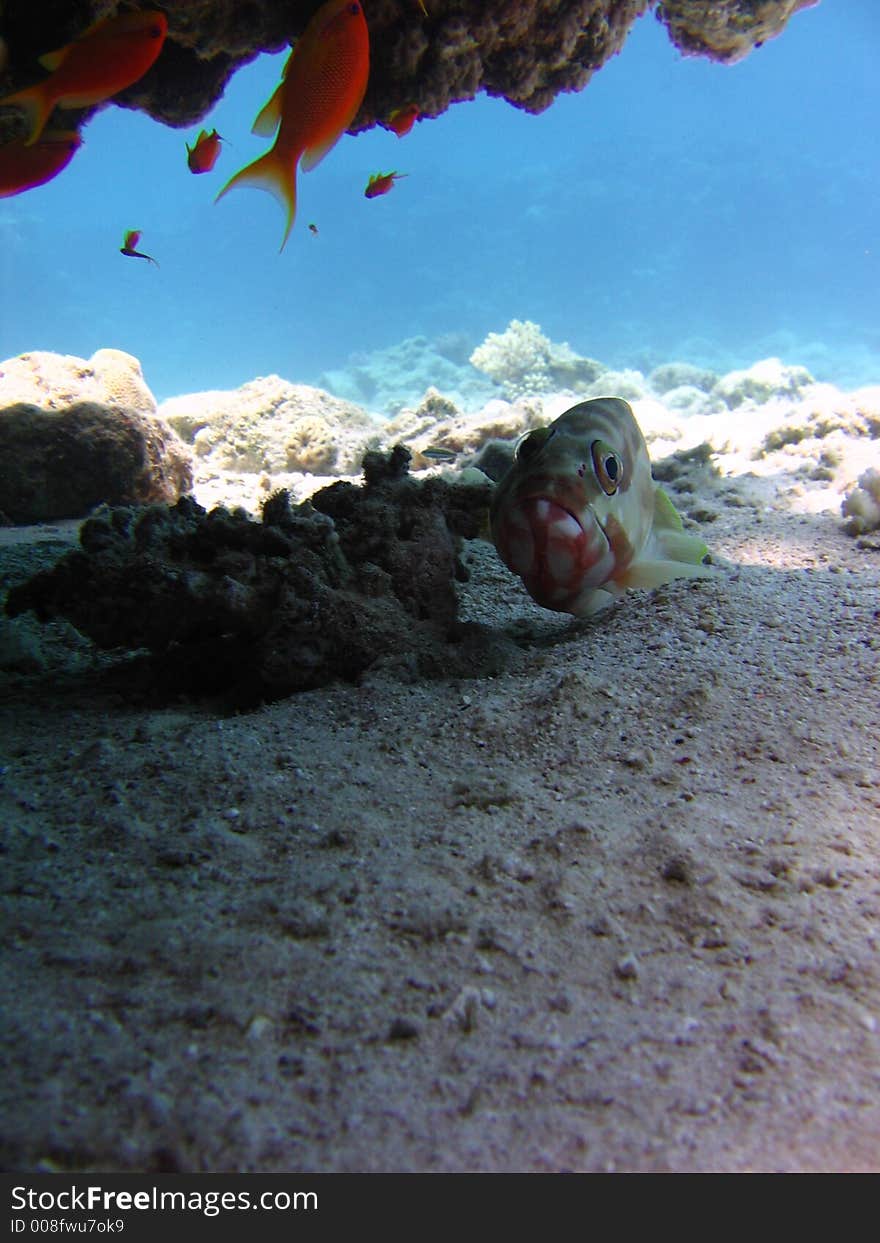 Grouper fish and his land on the background. Grouper fish and his land on the background