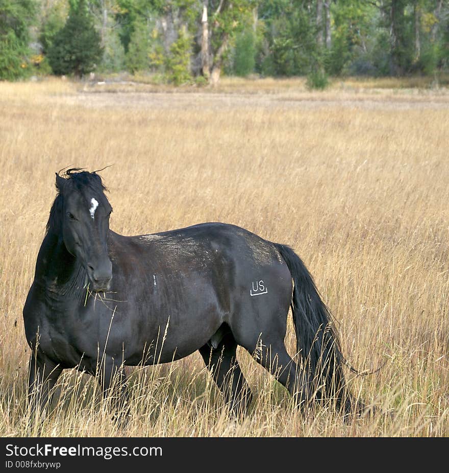 Horse in grassland field in Wyoming, USA. Horse in grassland field in Wyoming, USA