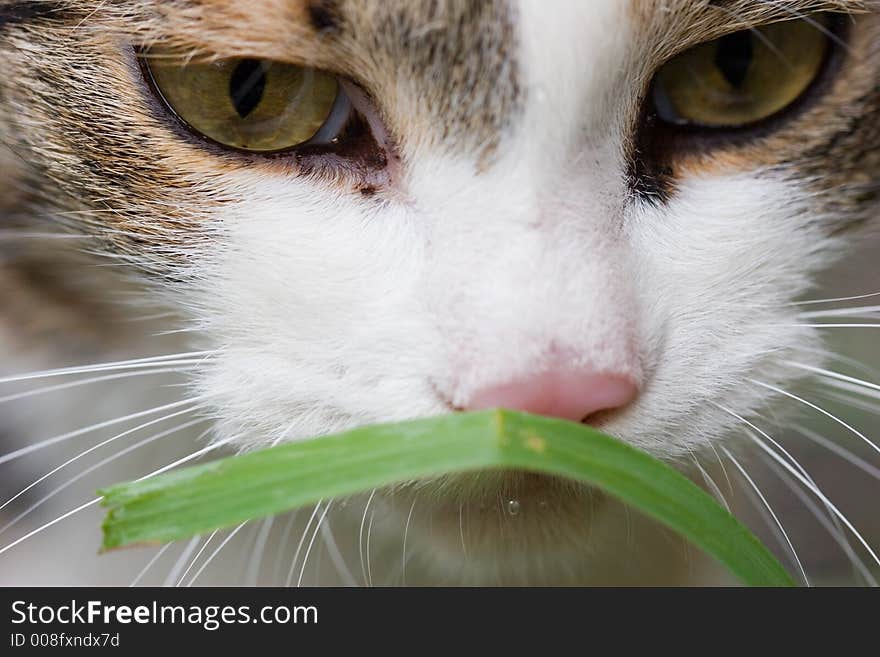 Cat tasting grass