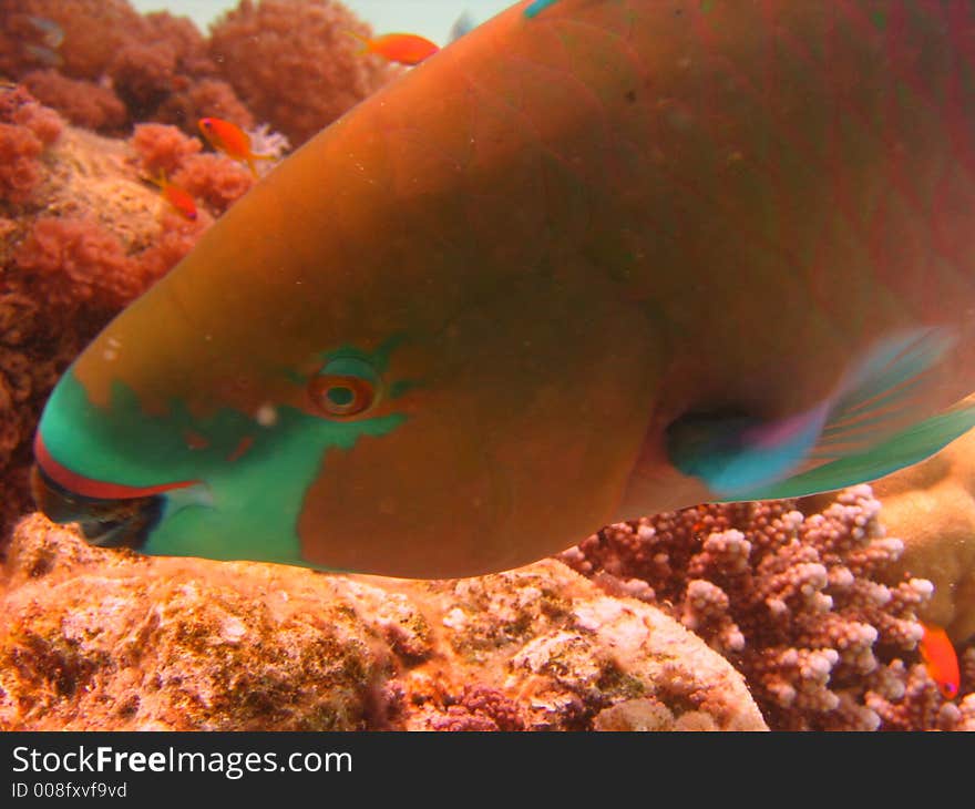 Just a parrot fish in the orange version