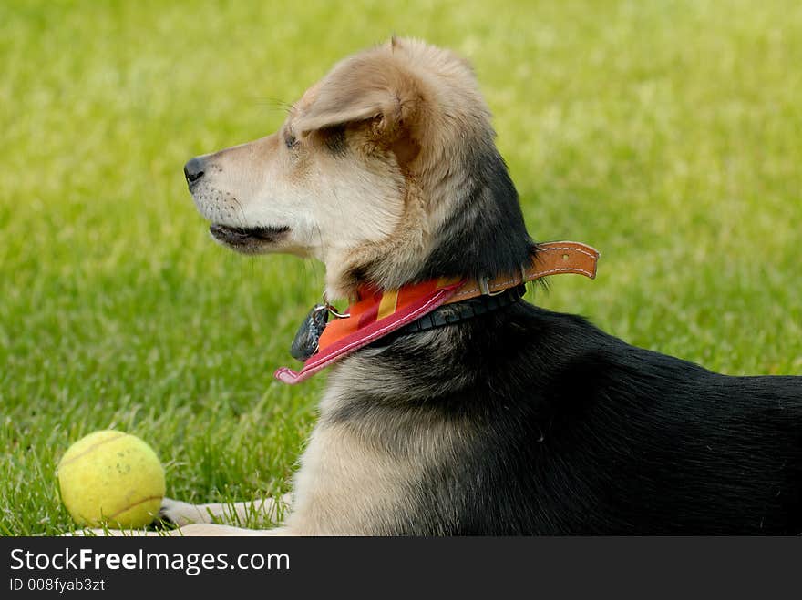 Picture of dog lying on the grass with tennis ball. Picture of dog lying on the grass with tennis ball.