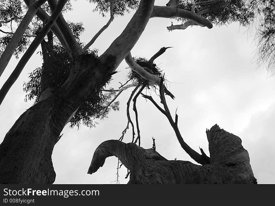 Eagles nest in a dead tree