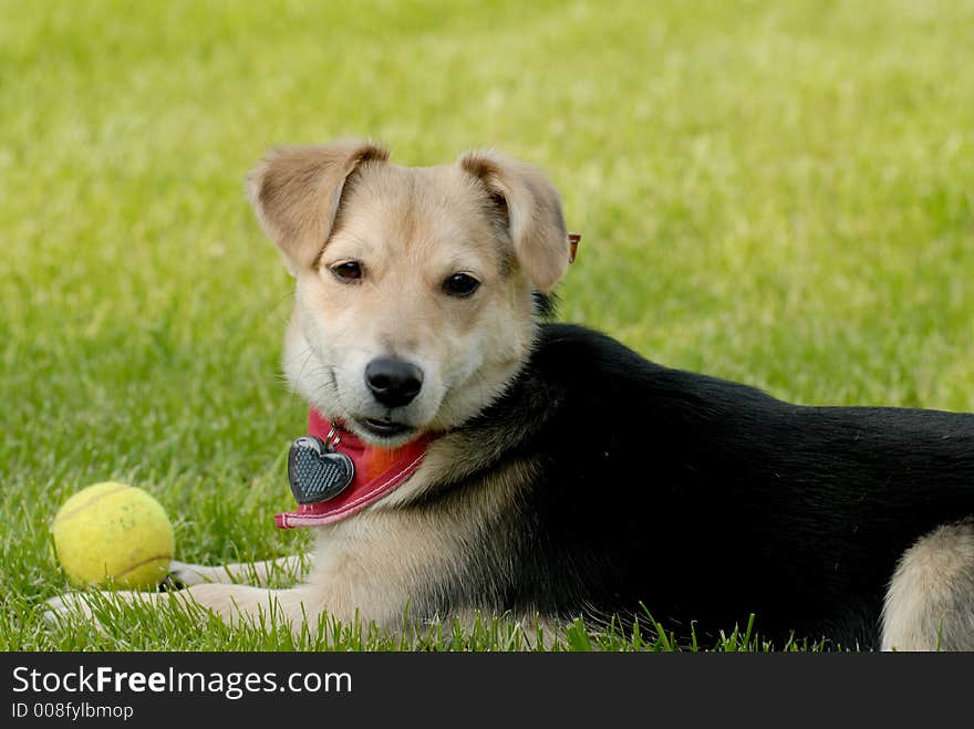 Picture of dog lying on the grass with tennis ball. Picture of dog lying on the grass with tennis ball.