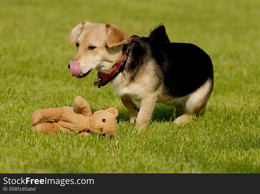 Dog With Teddy Bear