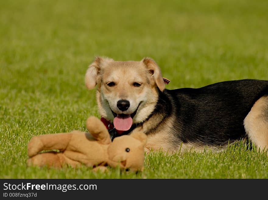 Dog With Teddy Bear