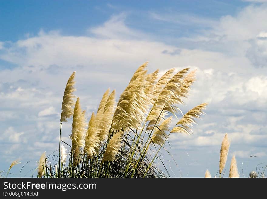 Dune Grass