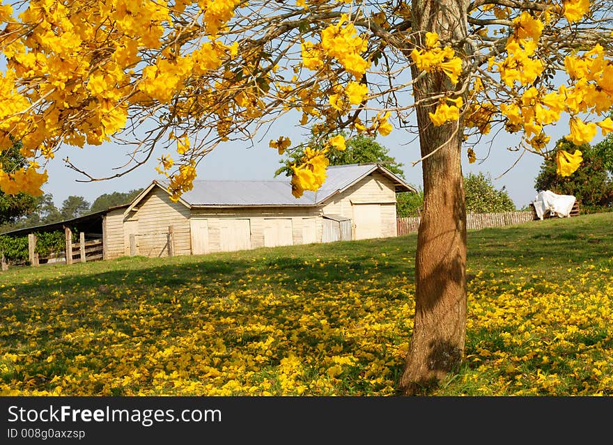 Yellow Blossoms With Farm Shed In Backgrouond