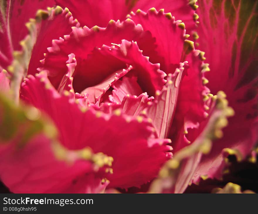 Pink Cabbage