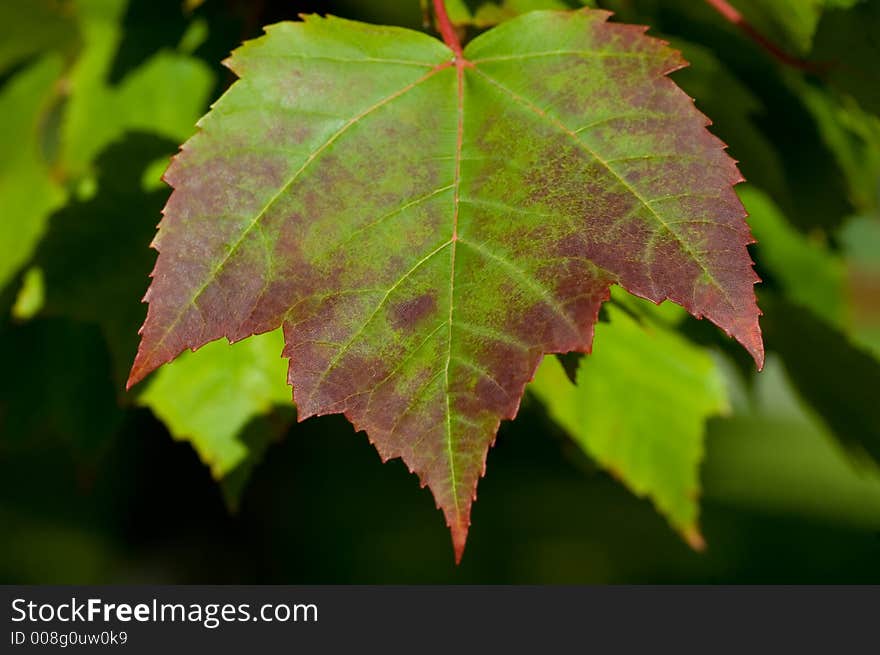 Maple leaf, just starting to change into its fall colors. Maple leaf, just starting to change into its fall colors.