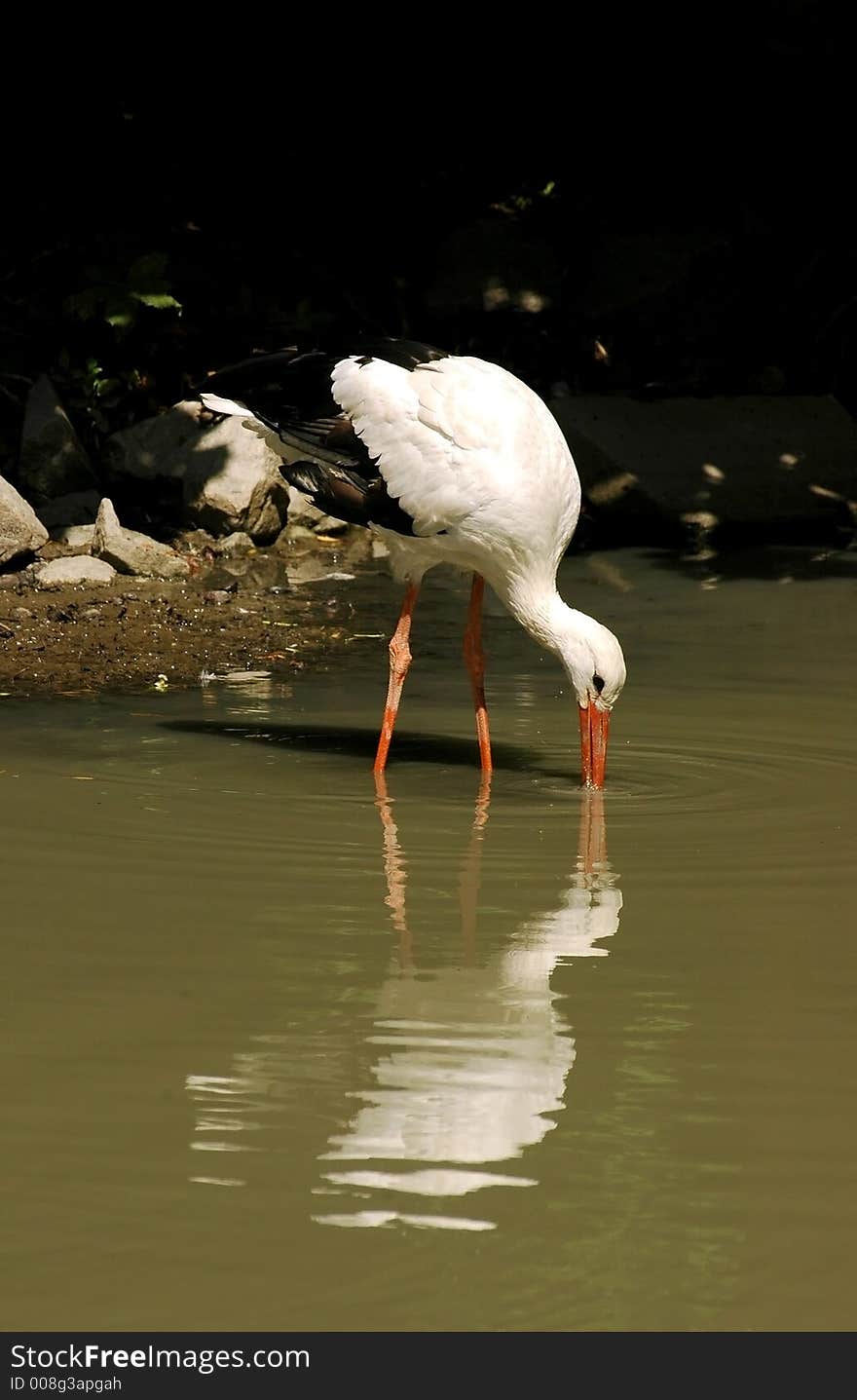 Heron water white wild wildlife