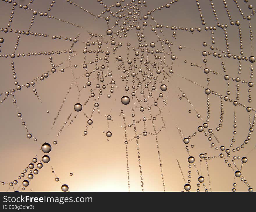 Necklace. Morning dew on a web.